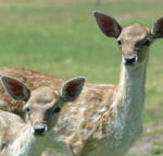 Marapana Wildlife Park - Accommodation Cairns