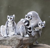 Adelaide Zoo - Accommodation Cairns