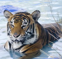 Zoo Doo Wildlife Park - Accommodation Cairns