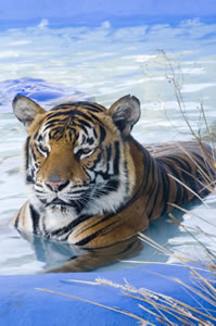 Zoo Doo Wildlife Park - Accommodation Cairns 0