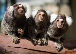 Zoo Doo Wildlife Park - Accommodation Cairns 1