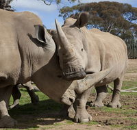 Monarto Zoo - Accommodation Cairns