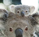Billabong Koala and Wildlife Park - Accommodation Cairns