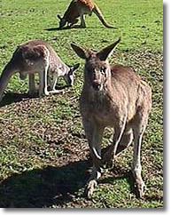 OZe Wildlife - Accommodation Cairns 1