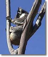 OZe Wildlife - Accommodation Cairns 2