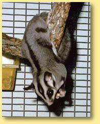 OZe Wildlife - Accommodation Cairns 3