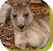 Calmsley Hill City Farm - Accommodation Cairns