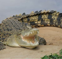 Dundee's Wildlife Park - Accommodation Cairns