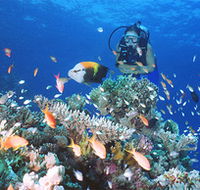 Drop Zone Dive Site - Accommodation Cairns