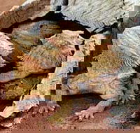 Alice Springs Reptile Centre - Accommodation Cairns