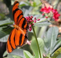 Butterfly Farm - Accommodation Cairns