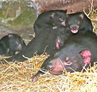 East Coast Natureworld - Accommodation Cairns