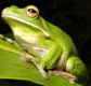 The Rainforest Habitat - Accommodation Cairns