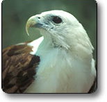 Kakadu National Park - Accommodation Cairns