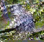 Koala Conservation Centre - Accommodation Cairns