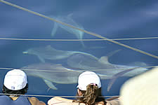 Temptation Sailing - Accommodation Cairns 2