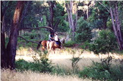 High Country Horses - Accommodation Cairns 1