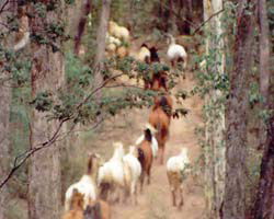 High Country Horses - Accommodation Cairns 2