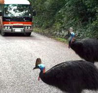 Kookaburra Tours - Accommodation Cairns