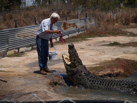 Koorana Saltwater Crocodile Farm - Accommodation Cairns 1