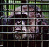 Rockhampton Zoo - Accommodation Cairns