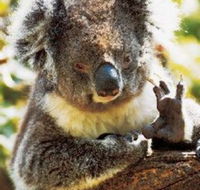Gorge Wildlife Park - Accommodation Cairns