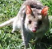 Urimbirra Wildlife Park - Accommodation Cairns