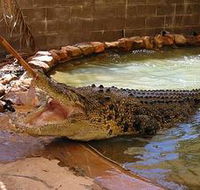 Wyndham Zoological Gardens and Crocodile Park - Accommodation Cairns