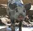 Wagga Wagga Zoo - Accommodation Cairns