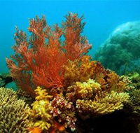 Three Islands Whale Shark Dive - Accommodation Cairns