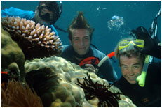Dolphin Wild - Accommodation Cairns 1
