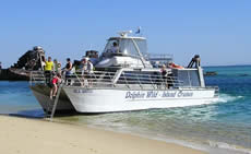 Dolphin Wild - Accommodation Cairns 2