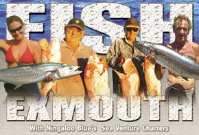 Ningaloo Blue Dive - Accommodation Cairns 2