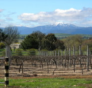 Buller View Wines - Accommodation Cairns