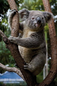 Currumbin Wildlife Sanctuary - Accommodation Cairns 1