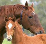 Blue Gum Farm - Accommodation Cairns