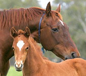 Blue Gum Farm - Accommodation Cairns 0