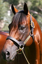 Blue Gum Farm - Accommodation Cairns 2
