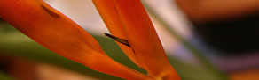 Darlinghurst NSW Accommodation Cairns