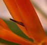 Zen Day Spa - Accommodation Cairns