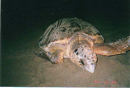 Footprints Adventures - Accommodation Cairns 0