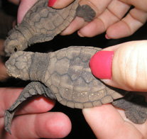 Footprints Adventures - Accommodation Cairns 1