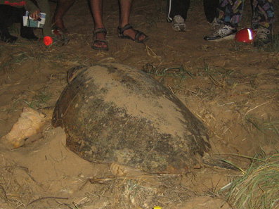 Footprints Adventures - Accommodation Cairns 3