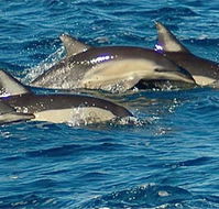 Dolphin Swim Australia - Accommodation Cairns