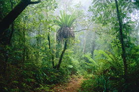 Lamington National Park And OReillys - Accommodation Cairns 0