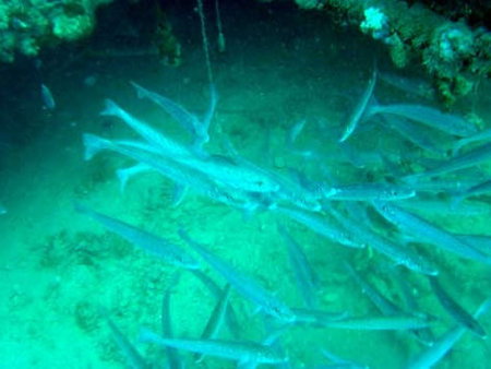 Underwater Sports Diving Centre - Accommodation Cairns 1