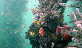 Underwater Sports Diving Centre - Accommodation Cairns 2