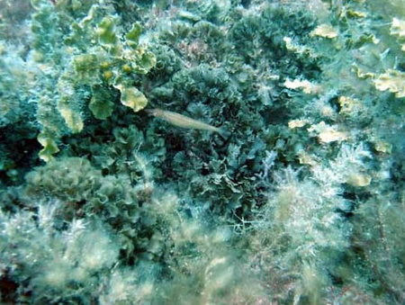 Underwater Sports Diving Centre - Accommodation Cairns 3