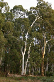 Heysen - The Cedars - Accommodation Cairns 2