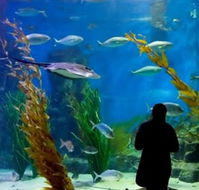 Melbourne Aquarium - Accommodation Cairns
